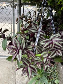 Variedad de Plantas