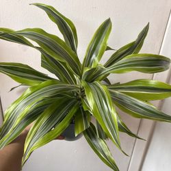 Dracaena fragans 