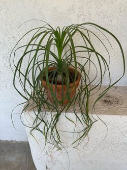 Elephant Foot Plant