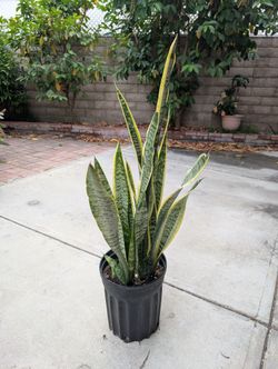 Large Snake Plant