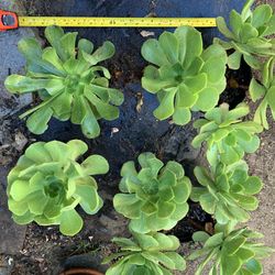 Aeoniums (succulents)
