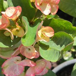 Planta Corona De Cristo