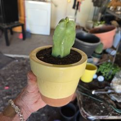 Sweet Rooted Small Totem Pole Cactus Planted In 3in Pot. 