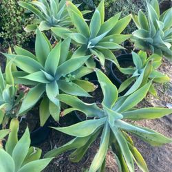 Agave Plants
