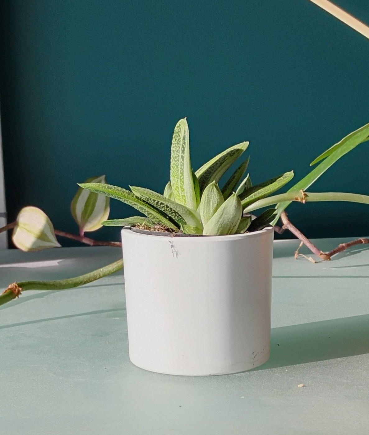 Rare variegated Gasteria Little Warty succulent plant/ indoor plant/ house plant flower patio garden
