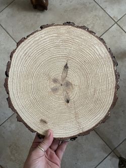 Wood Slice
