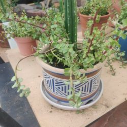 Succulents, Plants, Elephant Bush, Garden