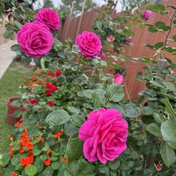 Pink Rose Plant 