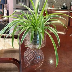 Variegated Spider Plant