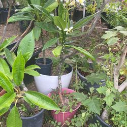 Yellow Jumbo Flower Plumeria