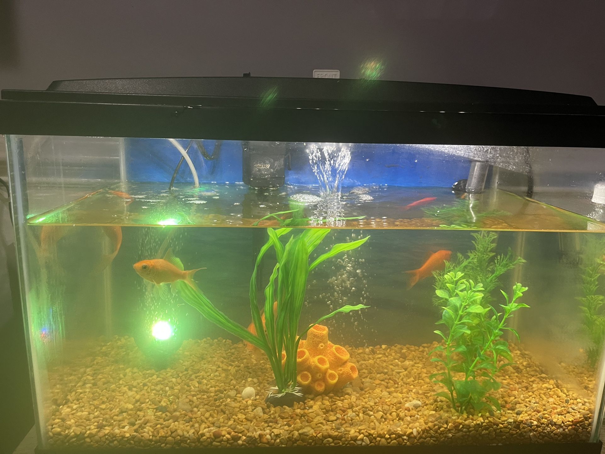 Fish Tank 20 Gallon(fish Not Included)