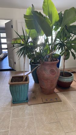 Dracaena in Pot