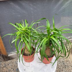 Ponytail Plant 6" pot $5 Each