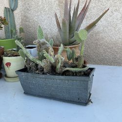 Planter / Plant / Pot