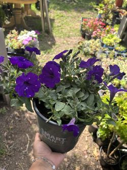 Petunia Plant 1 Gallon Por