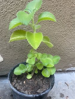Oregano orejon organico