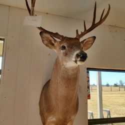 Deer Mount