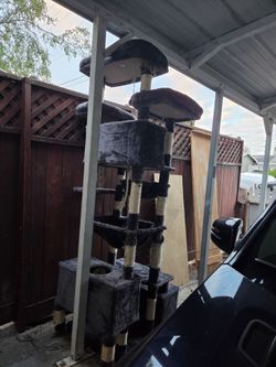 Cat tower used in good shape Free