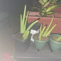 Aloe Vera Starters