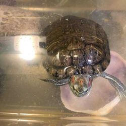 Aquatic Turtle π’