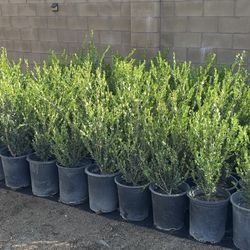 Arbustos Boxwood de 3.5 pies – Perfectos para Cercas, Bordes o Paisajismo