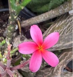 Cutting plumeria