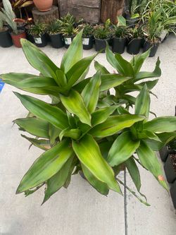 Basket Plant (Callisia fragrans)