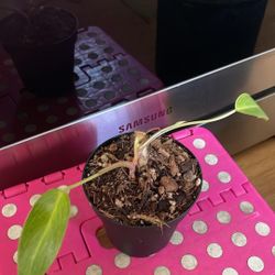 Painted Lady Philodendron 