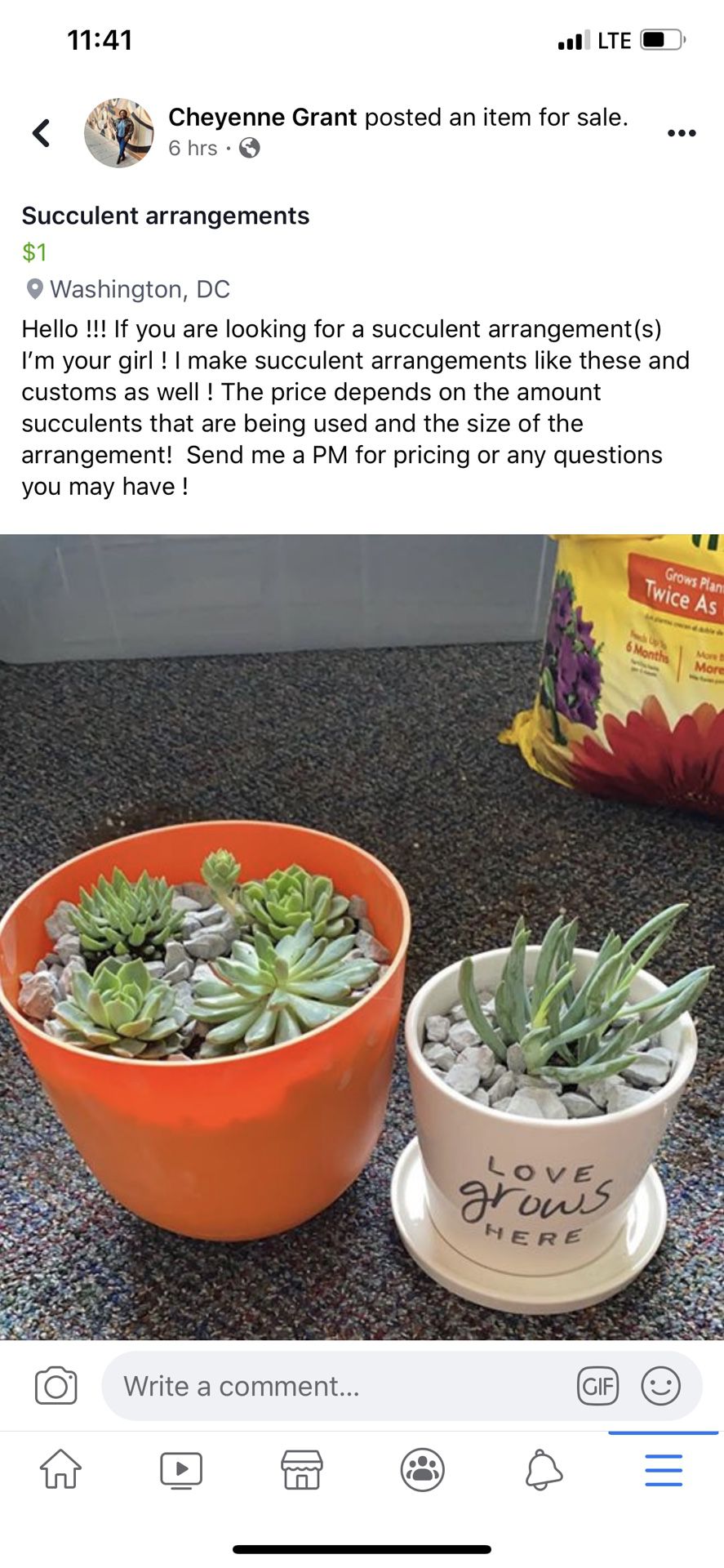 Succulent arrangements