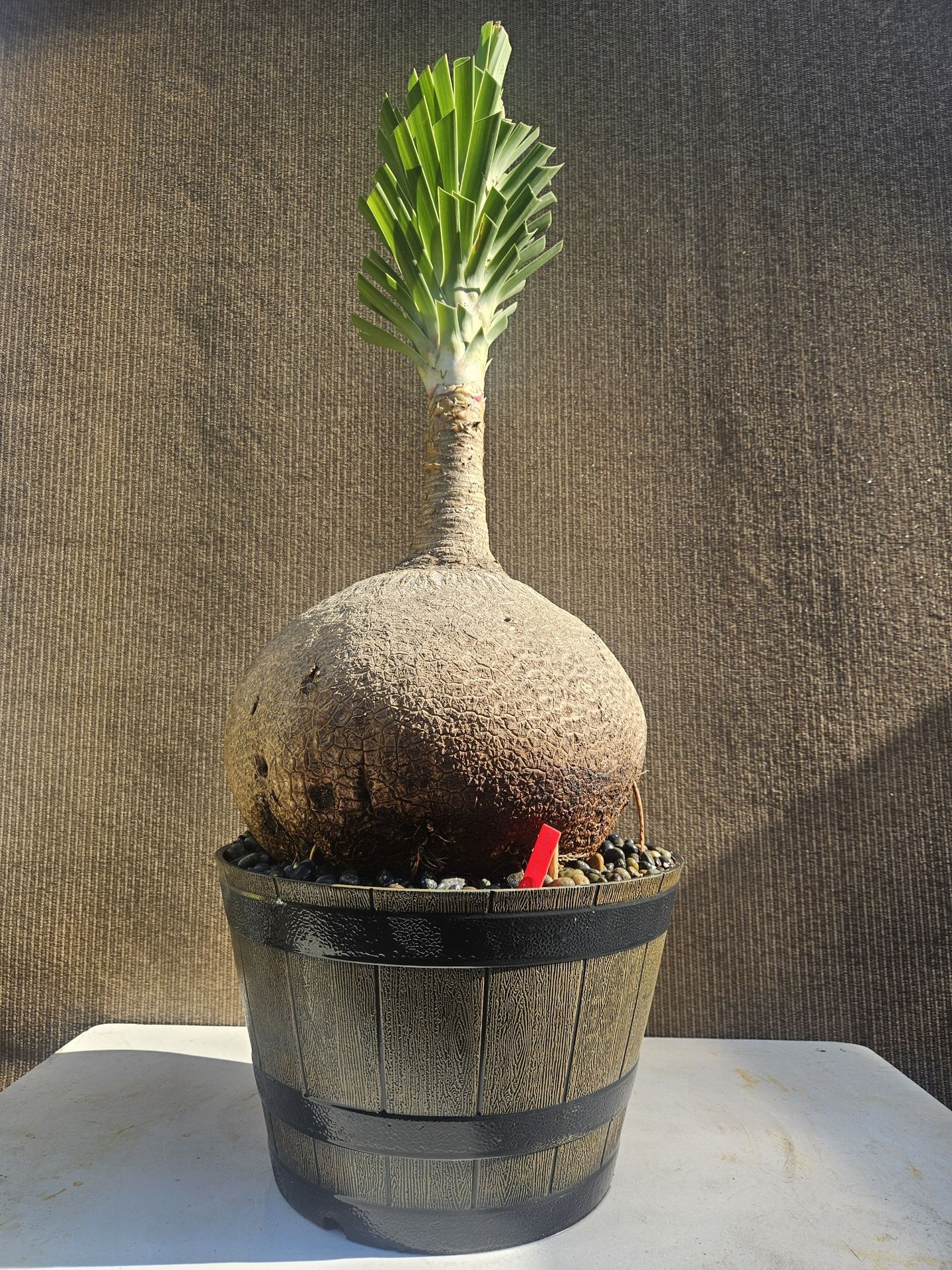 Old Ponytail Palm Bonsai Tree  ( OUTDOOR and INDOOR PLANT)