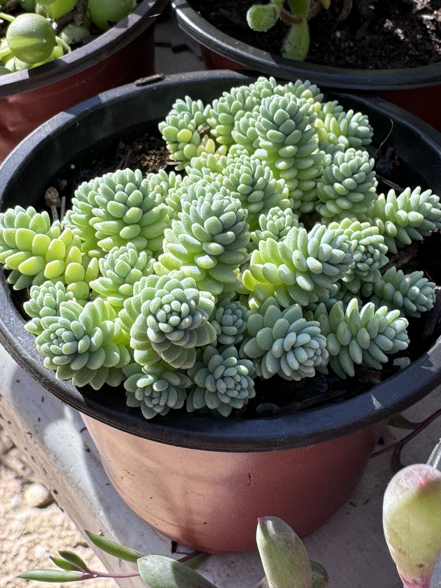 Cactus And Succulents 4”pot