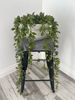 Hoya plant