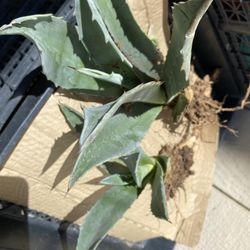 Blue Agave Pups 2 For $30