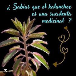 Kalanchoe Daigremontiana Plants 🪴🌿💊🎀🚹