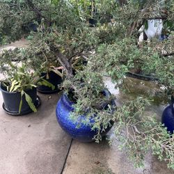 Large Juniper Bonsai-Style Tree in Glazed Blue Pot – Mature Landscape Accent