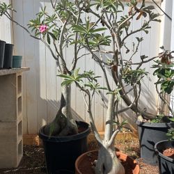 Adult Stump Desert Rose