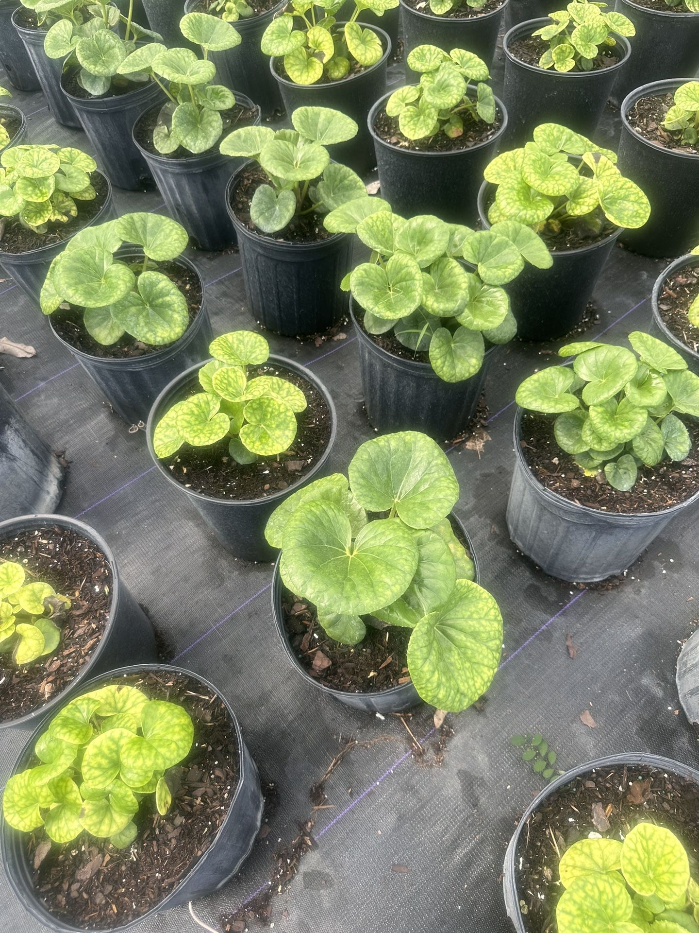 Farfugium 3gal