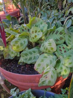 Prayer plant, large