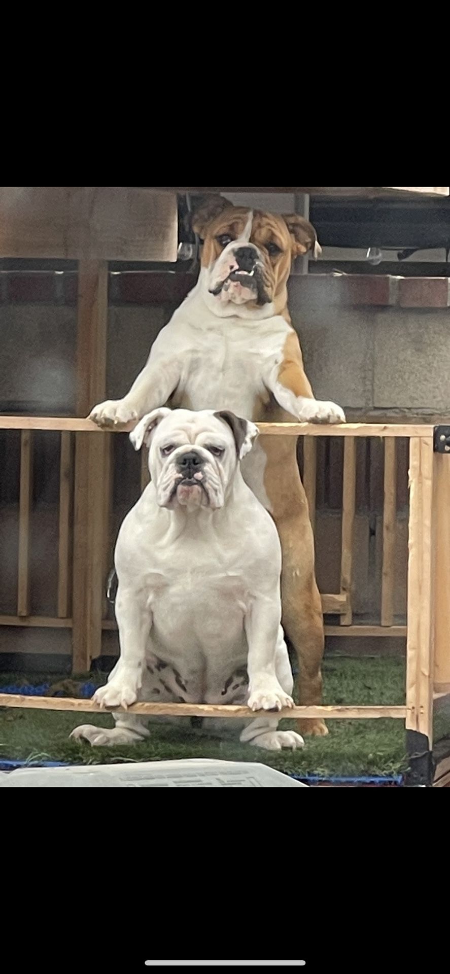 Bulldogs