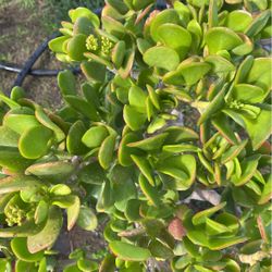 Bonsai Succulents Jade Plant Arbolde La Abundancia