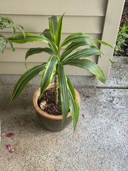 Plants, Pots, and Porch Decor Sale 🌞
