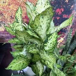 ♥️GORGEOUS♥️Dieffenbachia Dumb Cane  evergreen Plant🙏PLS READ DESCRIPTION 