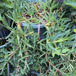 Ice Plants In A Pot Decorative 