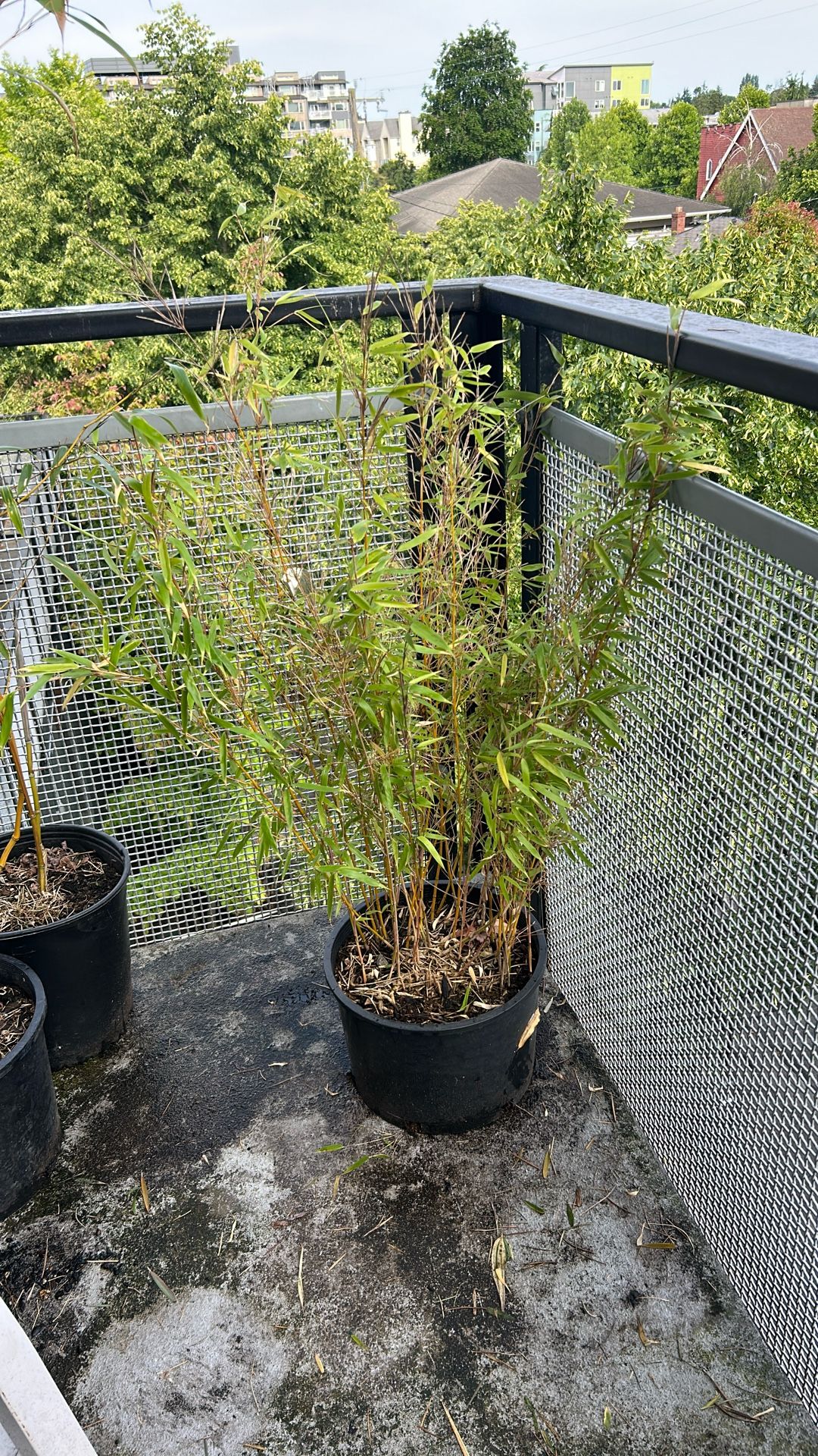 Bamboo