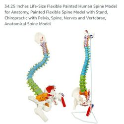 34.25in Life Size Human Spine Model Anatomy Flexible Chiropractic Pelvis Nerves Vertebrae Anatomical Spinal Student Medical