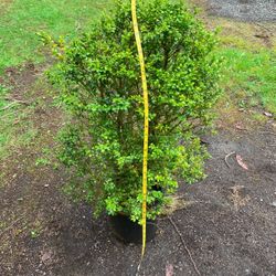 Large Container Boxwood 