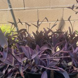HERMOSAS PLANTAS NATURALES “TRADESCANTIA FALLIDA PLANT”