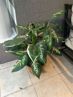 Artificial indoor plant