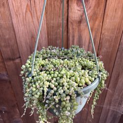 String Of Pearls Variegated