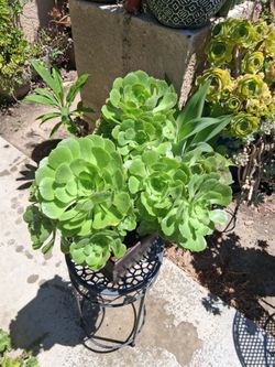 Succulent Plant $23
